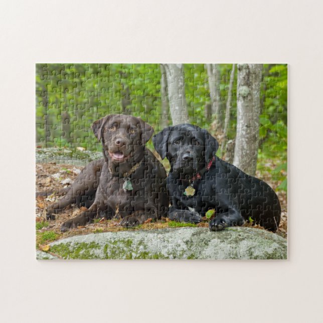 Puzzle Perros cachorros Black Lab Chocolate Labrador Recu (Horizontal)