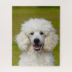Puzzle Perros Caniche.