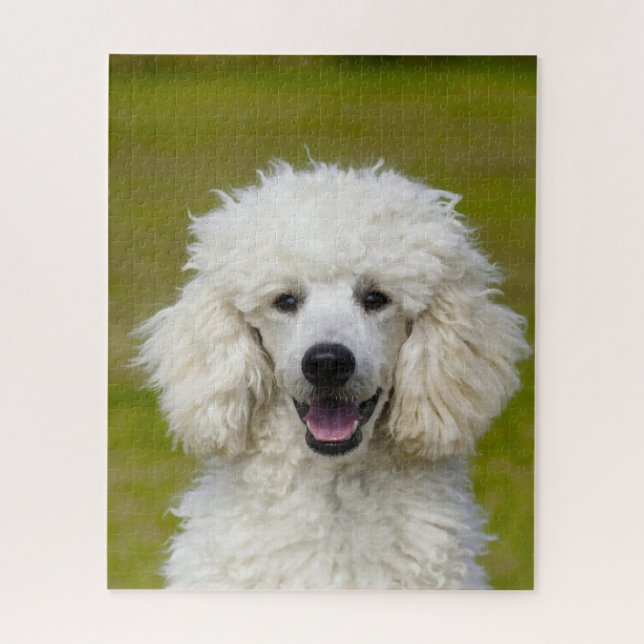 Puzzle Perros Caniche. (Vertical)