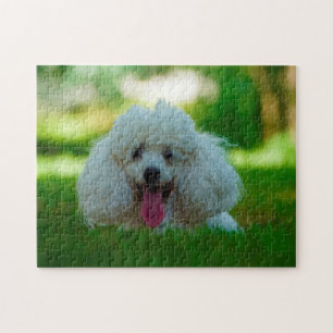 Puzzle Perros Caniche.