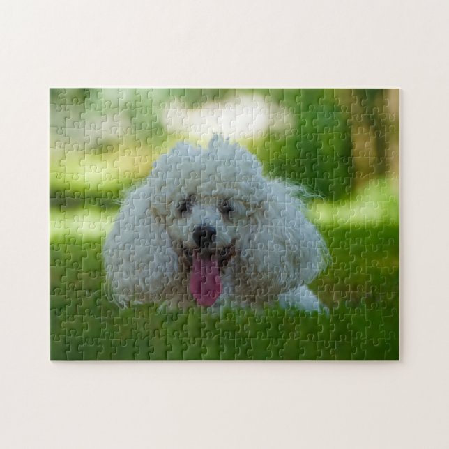 Puzzle Perros Caniche. (Horizontal)