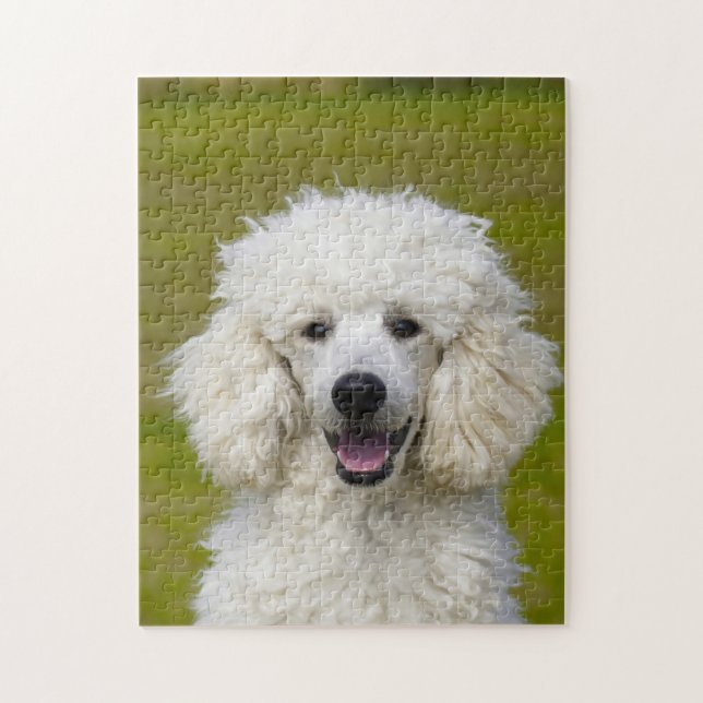 Puzzle Perros Caniche. (Vertical)
