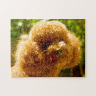 Puzzle Perros Caniche.