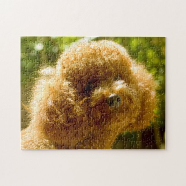 Puzzle Perros Caniche. (Horizontal)