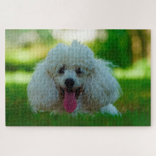 Puzzle Perros Caniche.