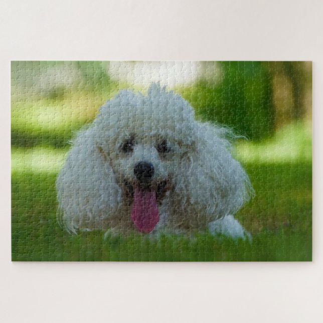 Puzzle Perros Caniche. (Horizontal)