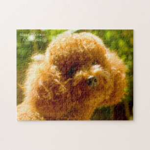 Puzzle Perros Caniche.