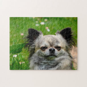 Puzzle Perros Chihuahua.