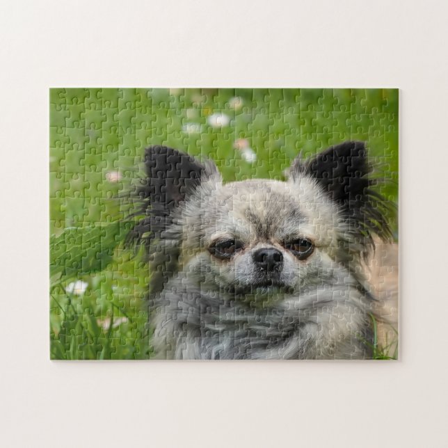 Puzzle Perros Chihuahua. (Horizontal)