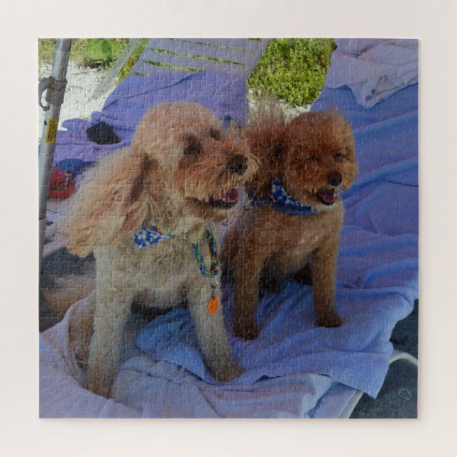 Puzzle Perros Cockapoo Disfrutan De Vacaciones En Playa F (Vertical)