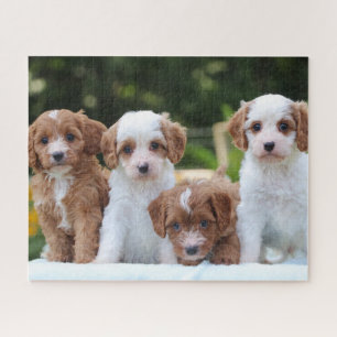 Puzzle Perros de cachorros de Cavapoo