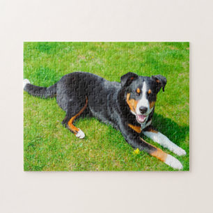 Puzzle Perros de la montaña Appenzell.