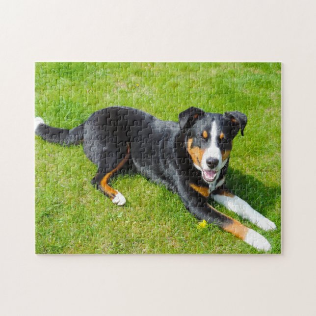 Puzzle Perros de montaña de Appenzell. (Horizontal)