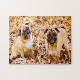 Puzzle Perros de Pug.