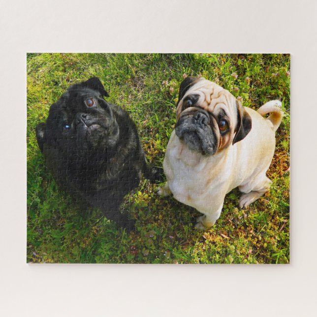 Puzzle Perros de Pug. (Horizontal)