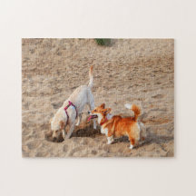 perros geniales en la playa