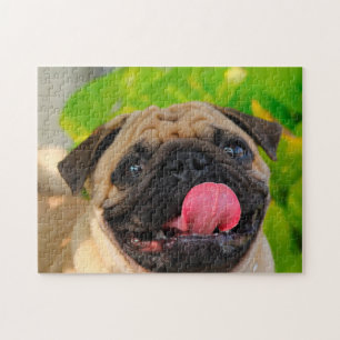 Puzzle Perros Pug.