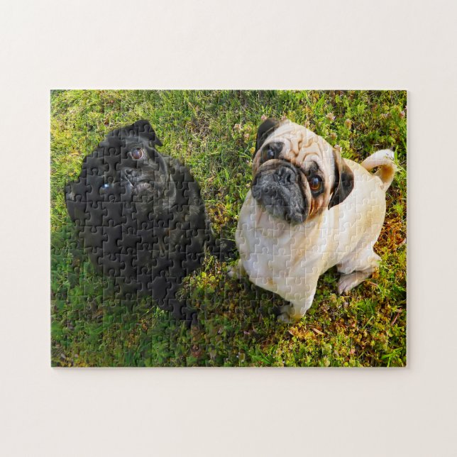 Puzzle Perros Pug. (Horizontal)