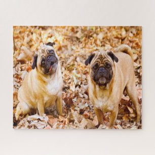 Puzzle Perros Pug.