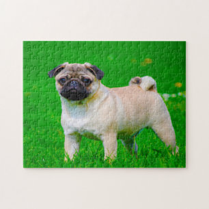 Puzzle Perros Pug.