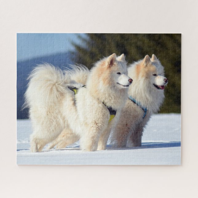 Puzzle Perros samoyados en la nieve (Horizontal)