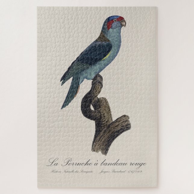 Puzzle Perruche a bandeau rouge / Musk Lorikeet (Vertical)