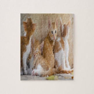 Puzzle Pestaña blanca y naranja Gatita/Añadir la foto de 