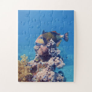 Puzzle Pez ballesta - Pintoresco en la parte superior del