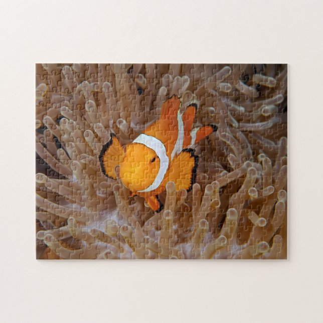 Puzzle Pez payaso - Molokai, North Shore Cliff (Horizontal)