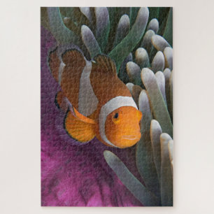 Puzzle Pez payaso occidental