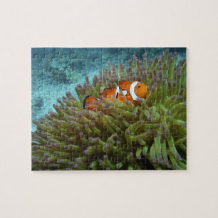 Puzzle Pez payaso occidental ( Amphiprion ocellaris )
