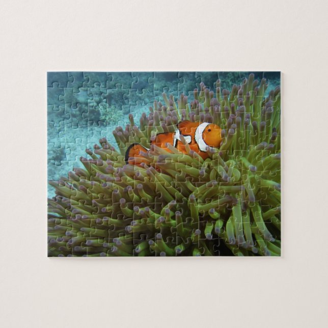 Puzzle Pez payaso occidental ( Amphiprion ocellaris ) (Horizontal)
