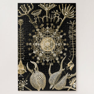Puzzle Phaeodaria   61 Oro   Ernst Haeckel