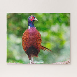 Puzzle Pheasant salvaje