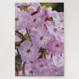 Puzzle Phlox rosa, maravilla canadiense