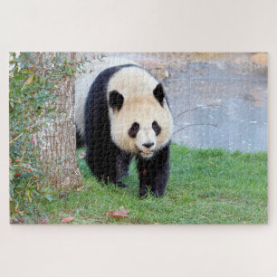 puzzle Photo gigante panda , animales 0340.