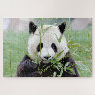 puzzle Photo gigante panda , animales 0341.
