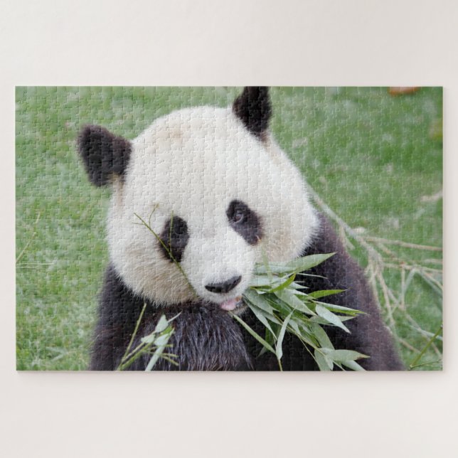 puzzle Photo gigante panda , animales 0342. (Horizontal)