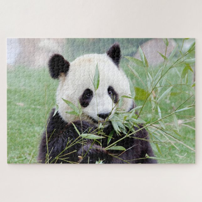 puzzle Photo gigante panda , animales 0343. (Horizontal)