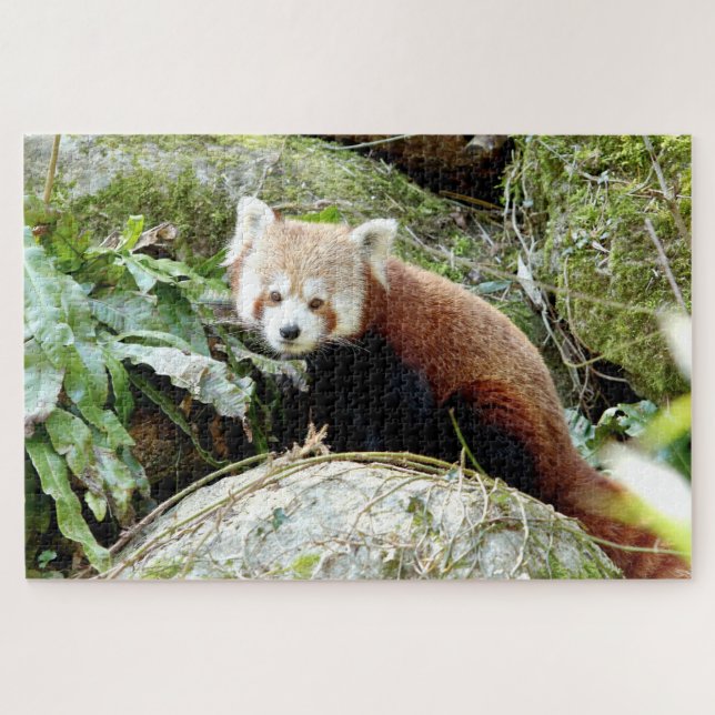 puzzle Photo red panda , animales 0523. (Horizontal)