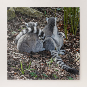 Puzzle Photograph Two Ring Tailed Lemurs Snuggling Square