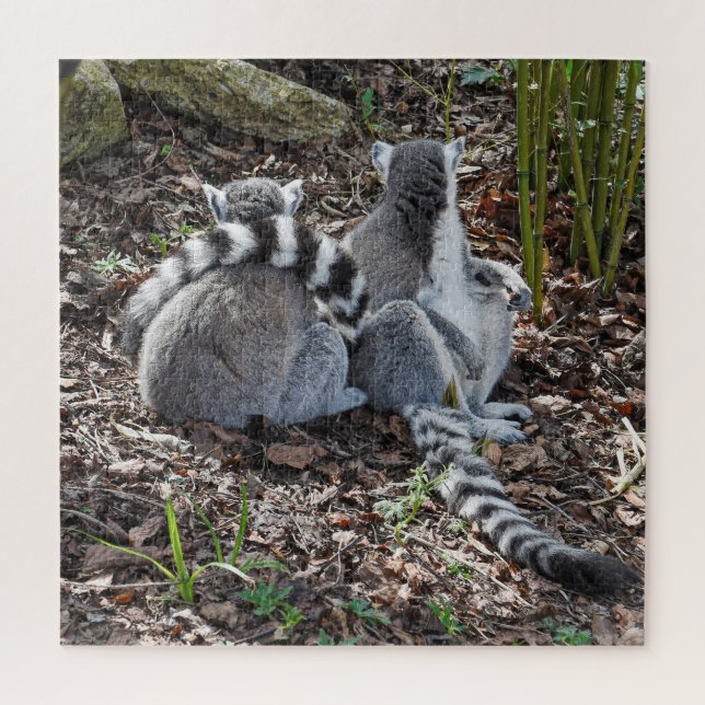 Puzzle Photograph Two Ring Tailed Lemurs Snuggling Square (Vertical)