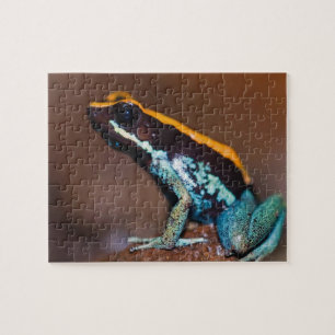Puzzle Phyllobates vittatus, una rana venenosa