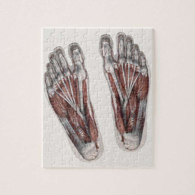 Puzzle Pies de podiatría de huella de anatomía humana vin (Vertical)
