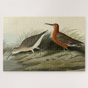 Puzzle Pígmy Curlew (Sandpiper) Aves Audubon de América