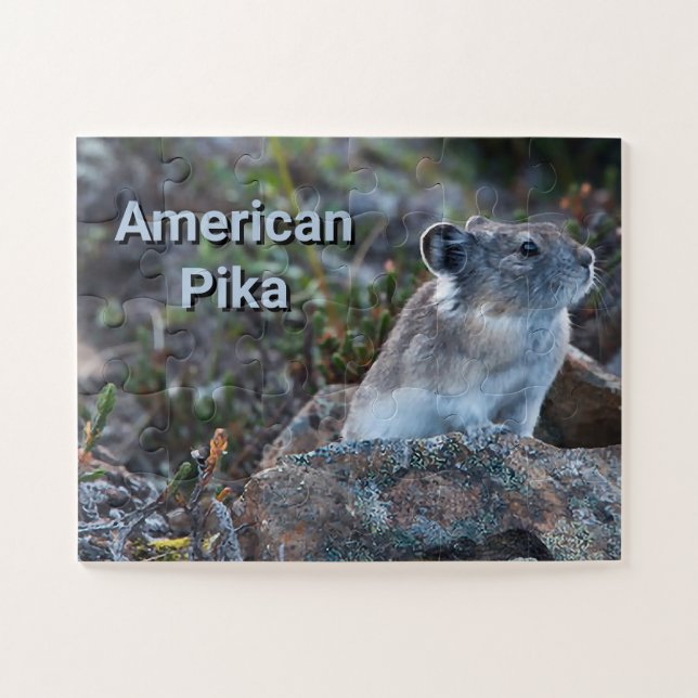Puzzle Pika Americana Oculta en Rocas (Horizontal)