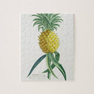 Puzzle Piña grabada por Juan Jacobo Haid (1704-67)