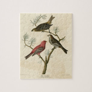 Puzzle Pine Grosbeak de los pájaros de América de Audubon