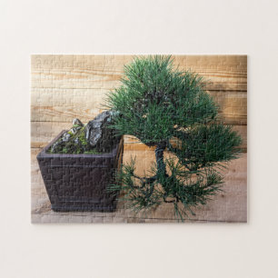 Puzzle Pine negro japonés Bonsai Tree