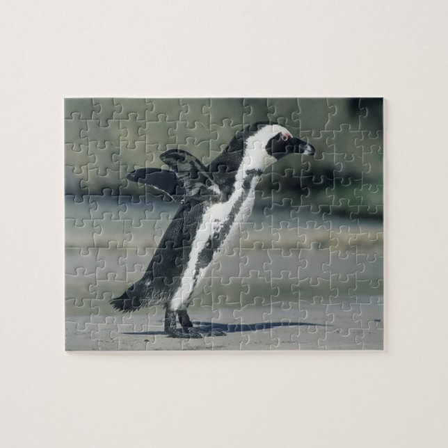 Puzzle Pingüino africano (Horizontal)